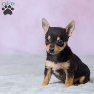 Theo, Chihuahua Puppy